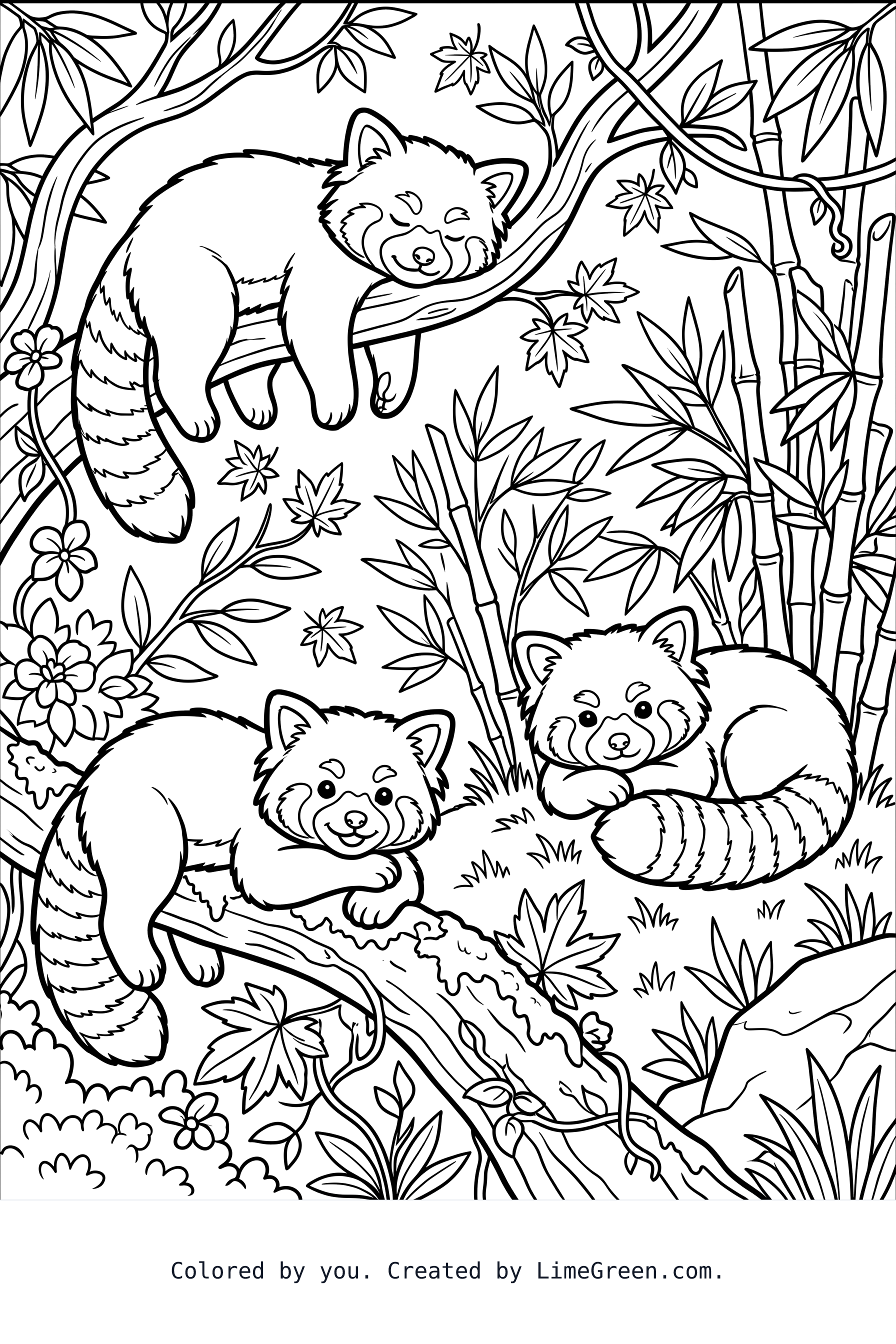 Three red pandas lounging around